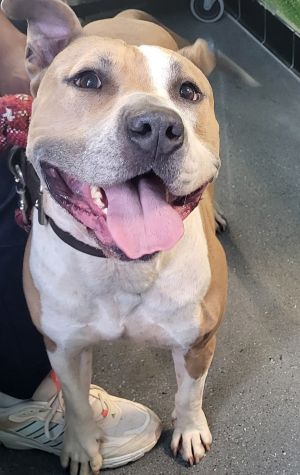Pen 140 Linguine Pit Bull Terrier Dog