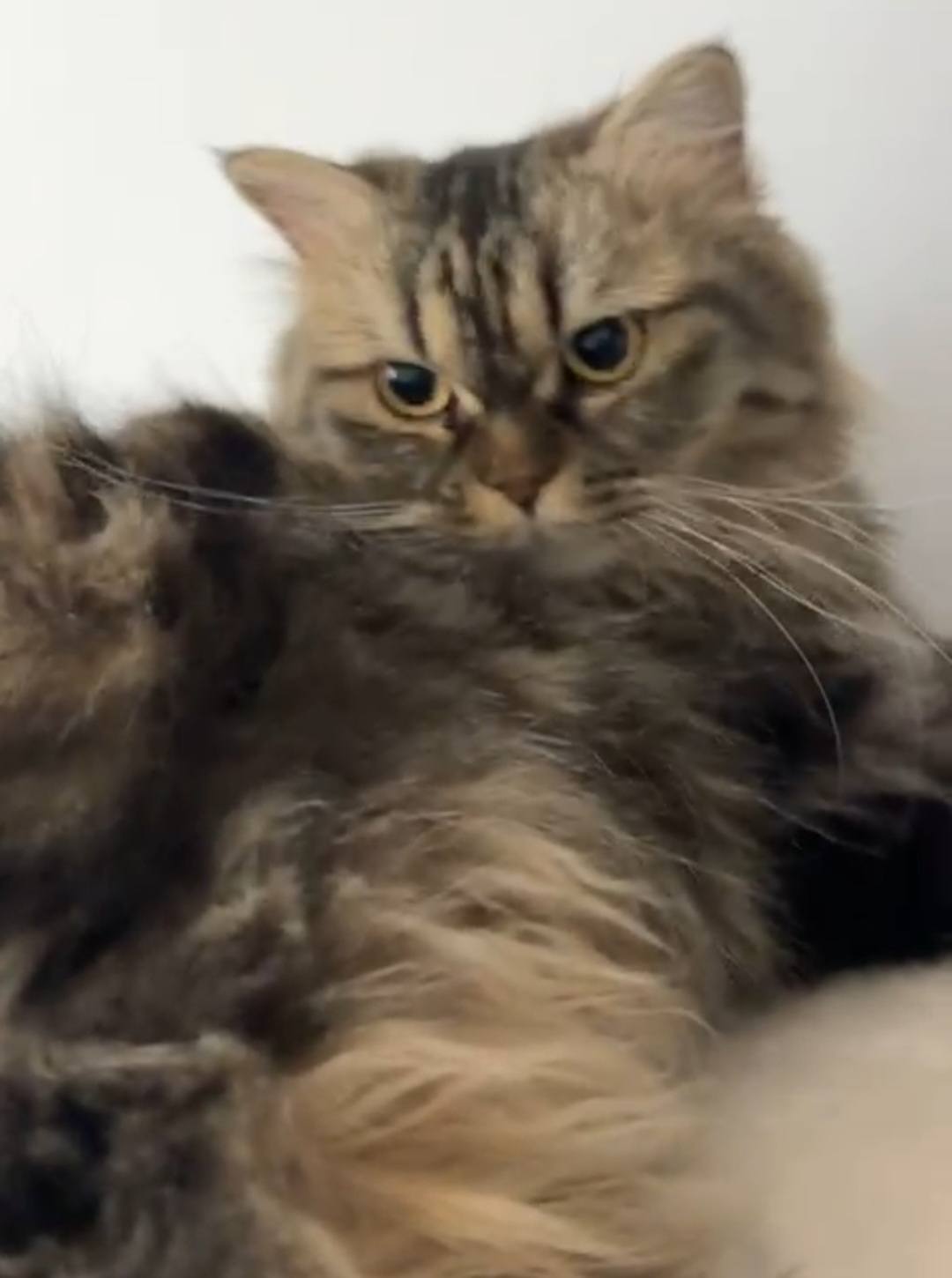 Zatora, an adoptable Persian in Snow Hill, MD, 21863 | Photo Image 1