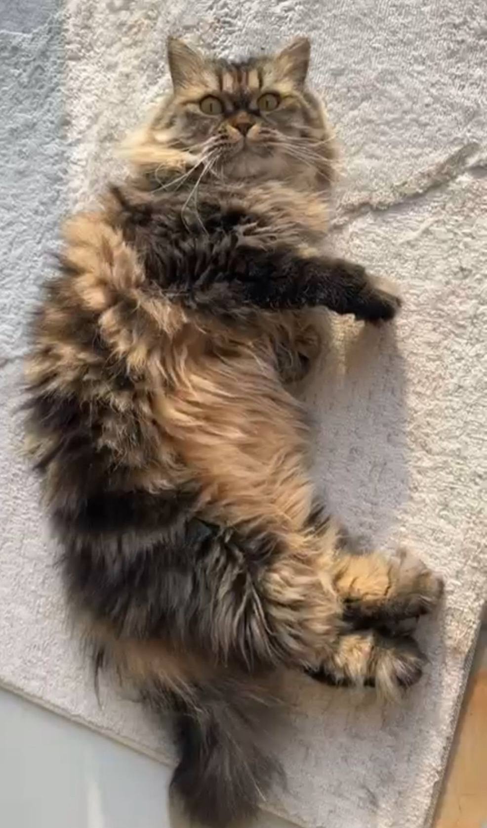 Zatora, an adoptable Persian in Snow Hill, MD, 21863 | Photo Image 3