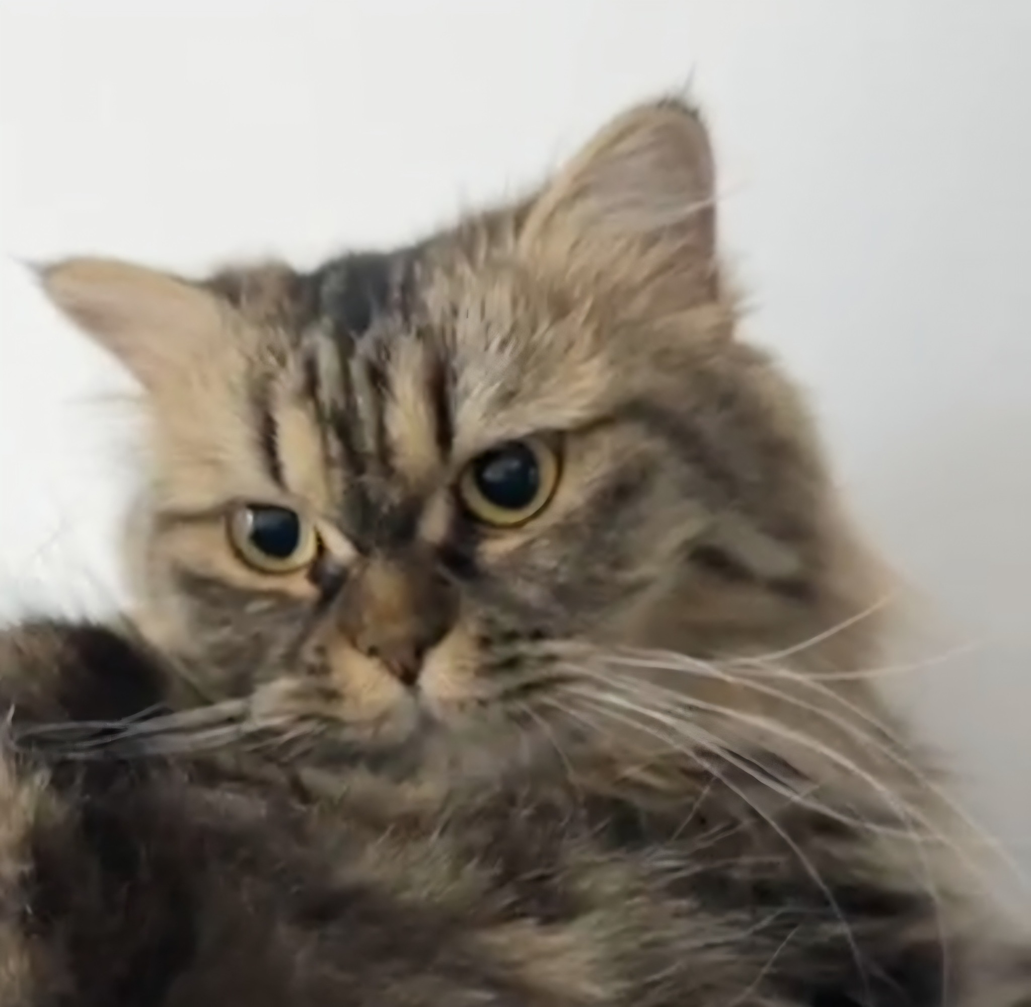 Zatora, an adoptable Persian in Snow Hill, MD, 21863 | Photo Image 5