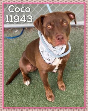 Primary Color Brown Weight 53lbs Age 2yrs 0mths 1wks