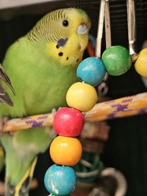 Peridot, Adult Male unknown