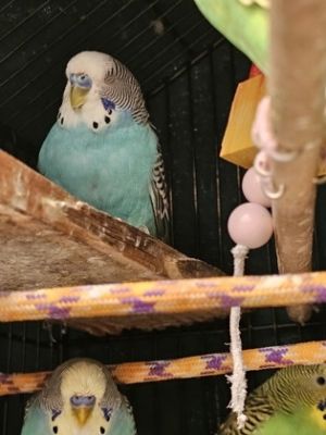 Lapis Lazuli, Adult Male unknown