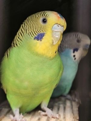 Tsavorite, Adult Male unknown