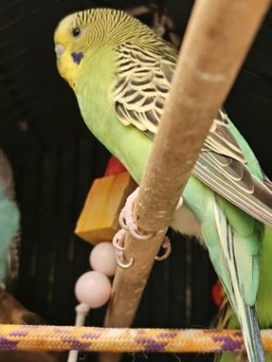 Tourmaline, Adult Male unknown