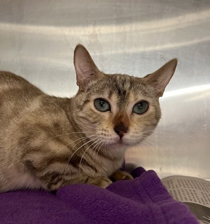 Tatiana, an adoptable Munchkin, Domestic Short Hair in Fort Worth, TX, 76103 | Photo Image 1