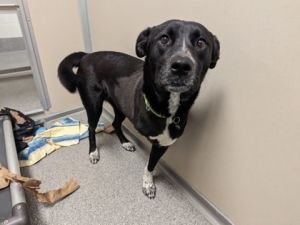 What my friends at Seattle Humane say about me The folks here are still learning about me