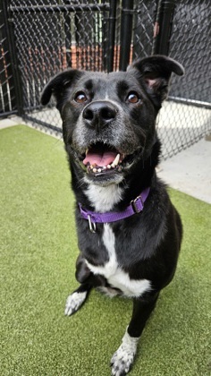 What my friends at Seattle Humane say about me The folks here are still learning about me