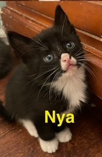 Nya Domestic Short Hair Cat