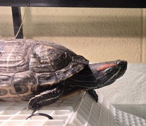 Rybeck, Senior Female unknown