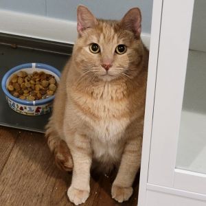 Remi, Adult Female unknown