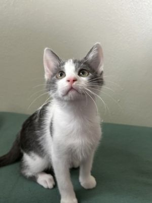 Thor, Baby Male unknown