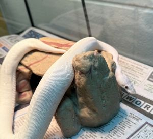 Junior, Adult Male unknown