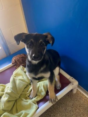 Looking for the dog You just found him Im Boson - a 4-month-old male Shepherd mix with eyes that 