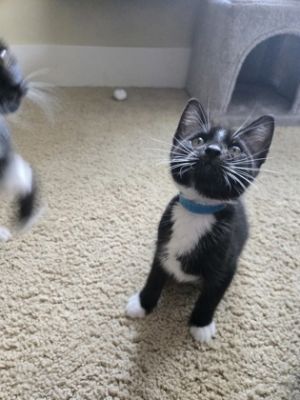 Bread Domestic Short Hair Cat