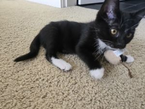 Relish Domestic Short Hair Cat