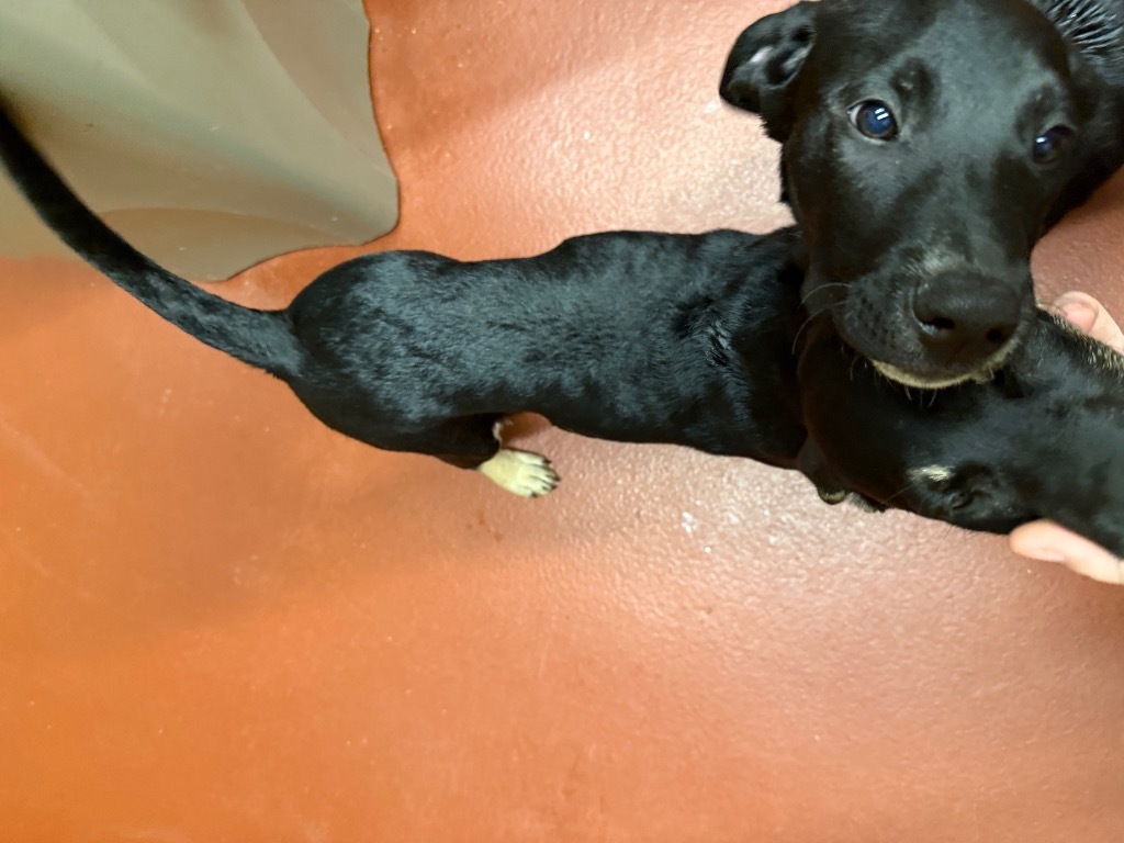 Lulue