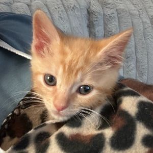 Jalapeo is 2 months old full of love and energy Loves to run around in tunnels and with his siblin