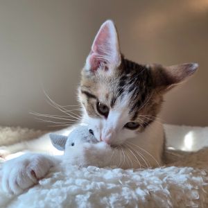 Kurt Tabby Cat