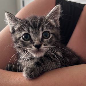 Shark Boy is 2 months old full of love and energy Loves to run around in tunnels and with his
