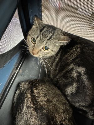 (717) Domestic Short Hair Cat