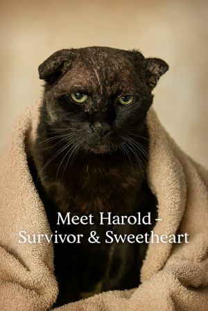 Harold (Located at Big Lake Community Animal Clinic), Adult Male unknown
