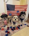 Oreo photo 2