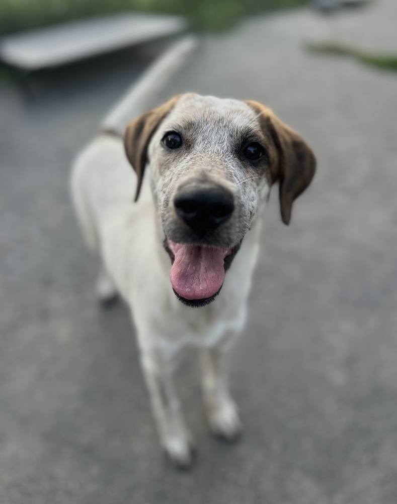 Daisy