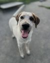 Daisy photo 1