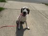 Daisy photo 4