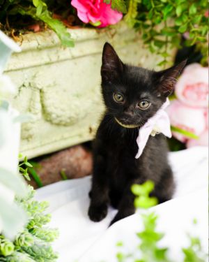 Merlin, Baby Female unknown