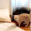 Casper photo 2