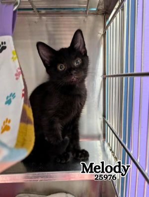 Melody Domestic Medium Hair Cat