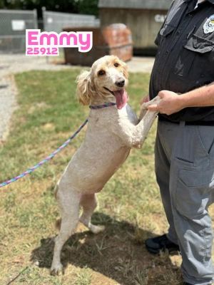 Emmy Standard Poodle Dog