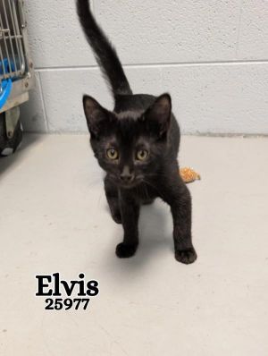 Elvis Domestic Medium Hair Cat