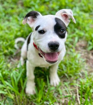 Kip Mixed Breed Dog