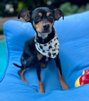 Naia Miniature Pinscher Dog