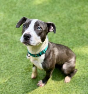 Ivy Pit Bull Terrier Dog