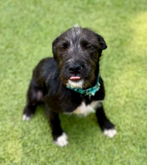 Jude Terrier Dog