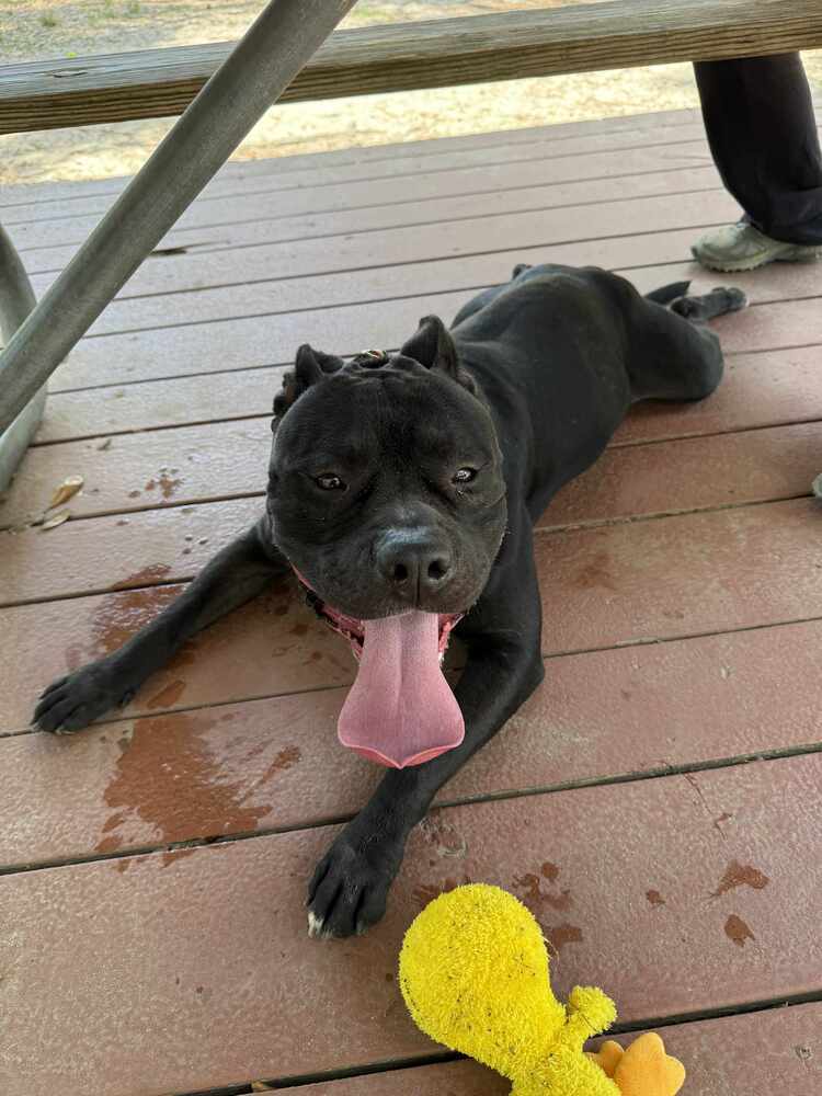 Buddy