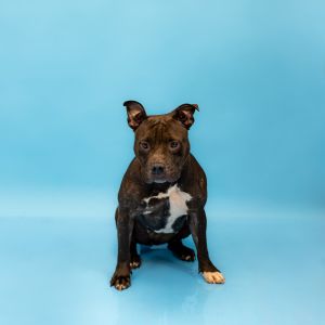 Primary Color Black Secondary Color White Weight 455lbs Age 3yrs 0mths 0wks Animal has been Spa