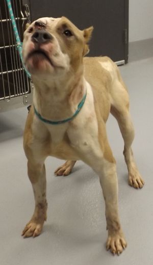 Vc 15 Chaz Pit Bull Terrier Dog