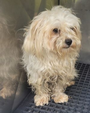 Pen 237 Tessie Shih Tzu Dog