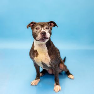Pen 115 Coconut Pit Bull Terrier Dog