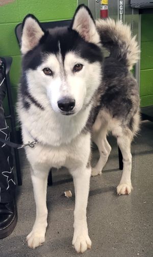 Pen 141 Miguel Hw + Siberian Husky Dog