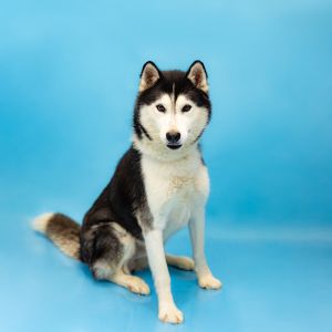 Primary Color Black Secondary Color White Weight 58lbs Age 2yrs 0mths 1wks Animal has been Neute