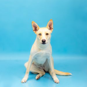 Primary Color Tan Secondary Color White Weight 50lbs Age 2yrs 0mths 0wks Animal has been Spayed