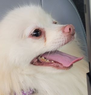 Primary Color Blonde Weight 53lbs Age 2yrs 0mths 0wks