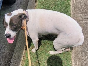 Pen 171 Marcy Pit Bull Terrier Dog