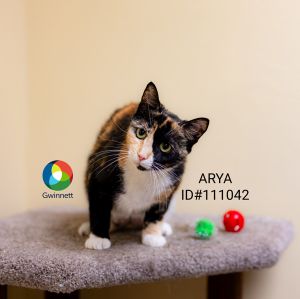 Pen 46 Arya Domestic Short Hair Cat